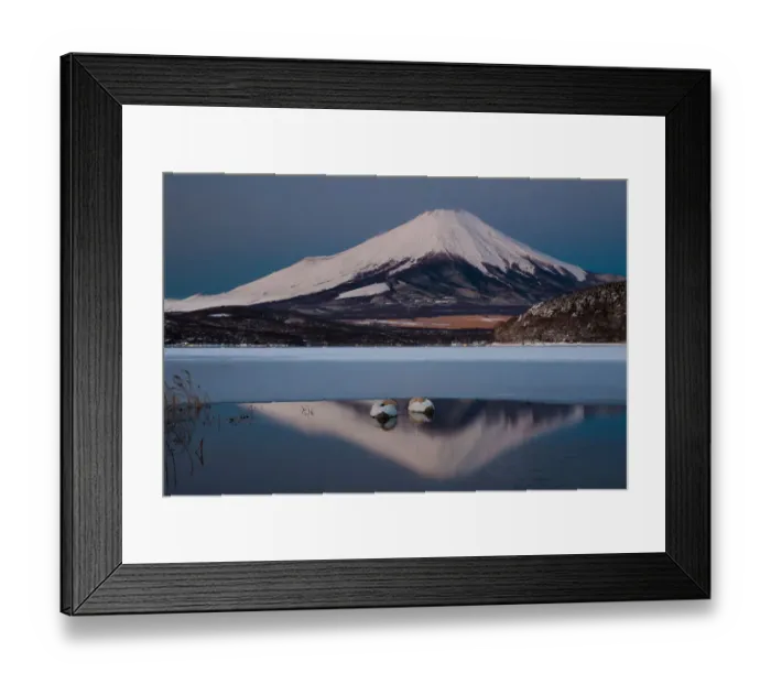 Framed Print : A pair of mute swans in Lake Kawaguchi in the reflection of Mt. Fuji, Japan Framed Print : A pair of mute swans in Lake Kawaguchi in the reflection of Mt. Fuji, Japan