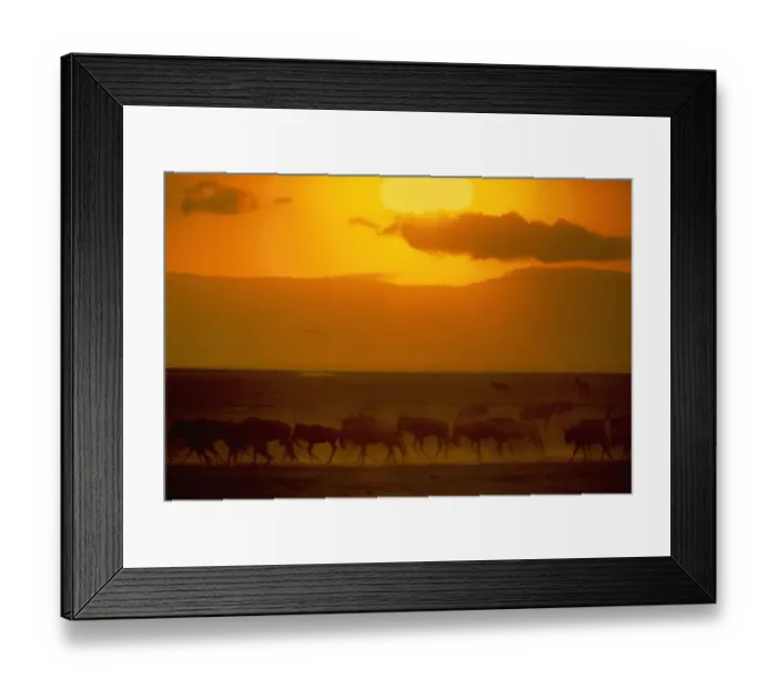 Framed Print : Blue wildebeest herd (Connochaetes taurinus), Tanzania (Enhancement) Framed Print : Blue wildebeest herd (Connochaetes taurinus), Tanzania (Enhancement)