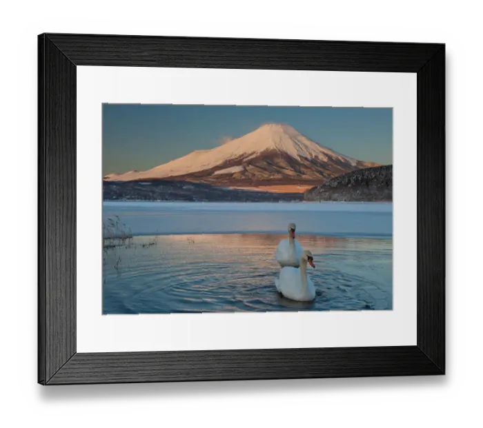 Framed Print : A pair of mute swans in Lake Kawaguchi disrupt the reflection of Mt. Fuji, Japan Framed Print : A pair of mute swans in Lake Kawaguchi disrupt the reflection of Mt. Fuji, Japan