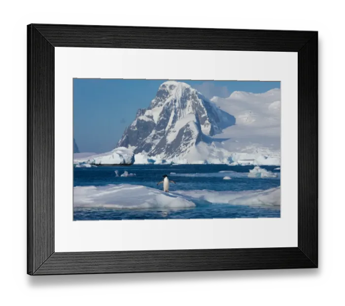Framed Print : Adelie penguin, Antarctica Framed Print : Adelie penguin, Antarctica