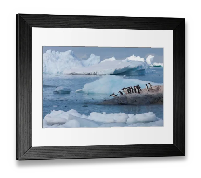 Framed Print : Gentoo penguins, Antarctica Framed Print : Gentoo penguins, Antarctica