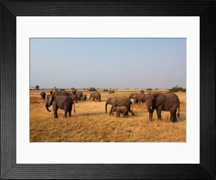 Framed Print : African elephant herd, Botswana Framed Print : African elephant herd, Botswana