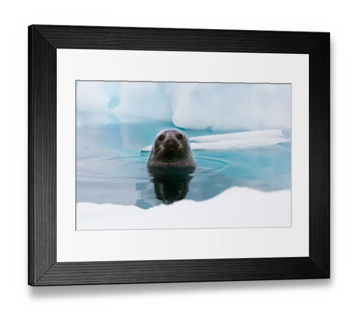 Framed Print : Weddell seal looking up out of the water, Antarctica Framed Print : Weddell seal looking up out of the water, Antarctica