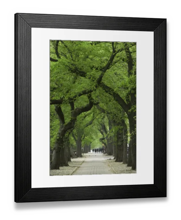 Framed Print : USA, New York, New York City, Central Park, tree lined path Framed Print : USA, New York, New York City, Central Park, tree lined path