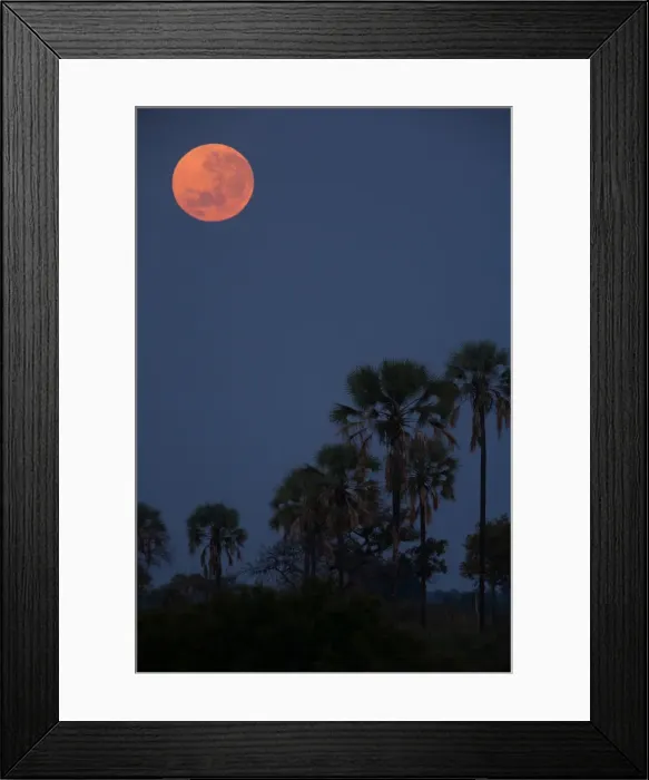 Framed Print : Moon over palms, Botswana Framed Print : Moon over palms, Botswana