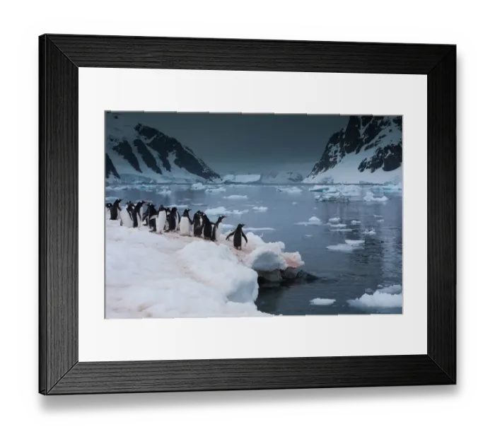 Framed Print : Gentoo penguins, Antarctica Framed Print : Gentoo penguins, Antarctica