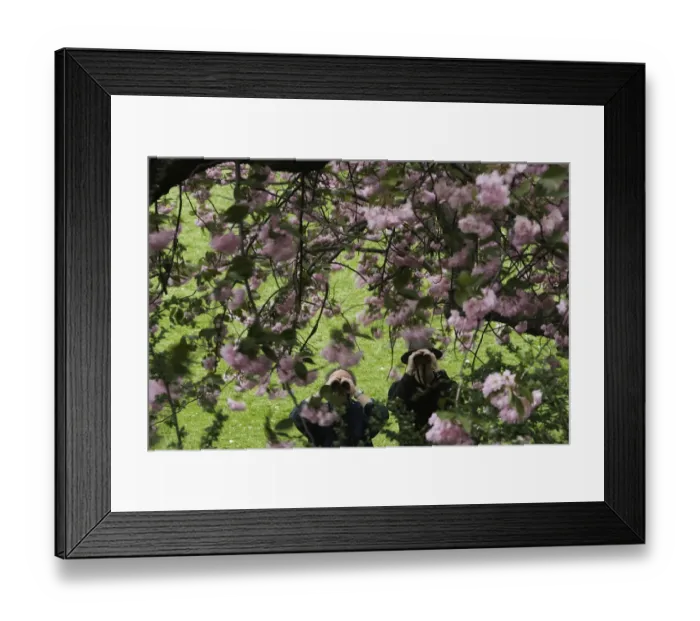 Framed Print : Two men looking through tree blossoms with binoculars Framed Print : Two men looking through tree blossoms with binoculars