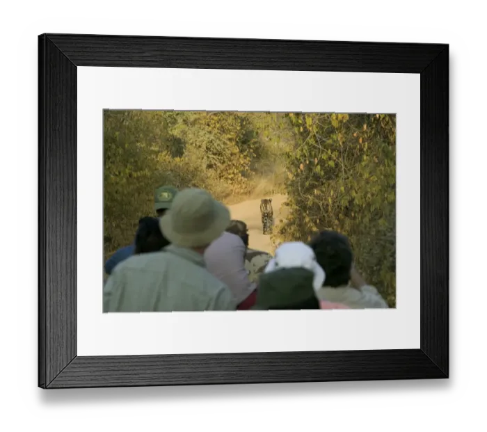 Framed Print : India, Rajasthan, Ranthambore NP, ecotourists watching tiger on path Framed Print : India, Rajasthan, Ranthambore NP, ecotourists watching tiger on path