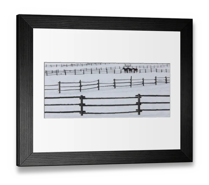 Framed Print : Horses in paddocks on a ranch in the snow at Palouse, Washington, USA Framed Print : Horses in paddocks on a ranch in the snow at Palouse, Washington, USA