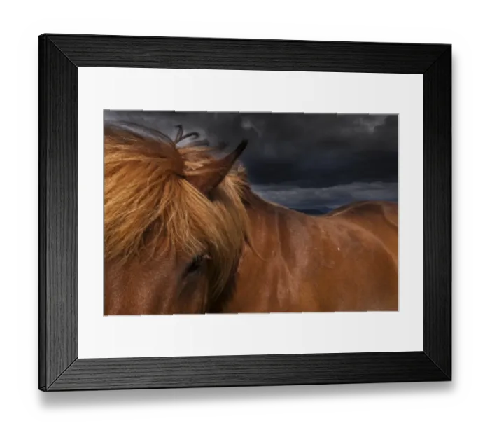 Framed Print : A dun coloured Icelandic horse with a thick brown mane Framed Print : A dun coloured Icelandic horse with a thick brown mane