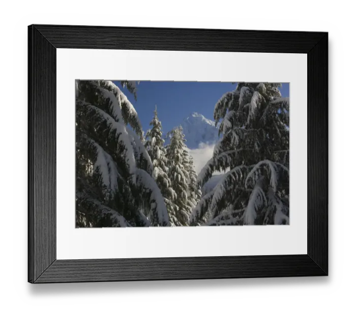 Framed Print : USA, Oregon, Cascade Range, Mt Hood through snowy evergreen forest Framed Print : USA, Oregon, Cascade Range, Mt Hood through snowy evergreen forest