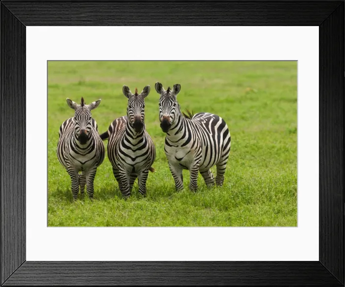 Framed Print : Plains zebras, Ngorongoro Conservation Area, Tanzania Framed Print : Plains zebras, Ngorongoro Conservation Area, Tanzania