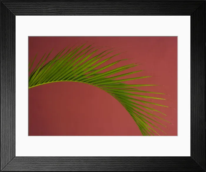 Framed Print : Palm frond against a red background, Puerto Rico