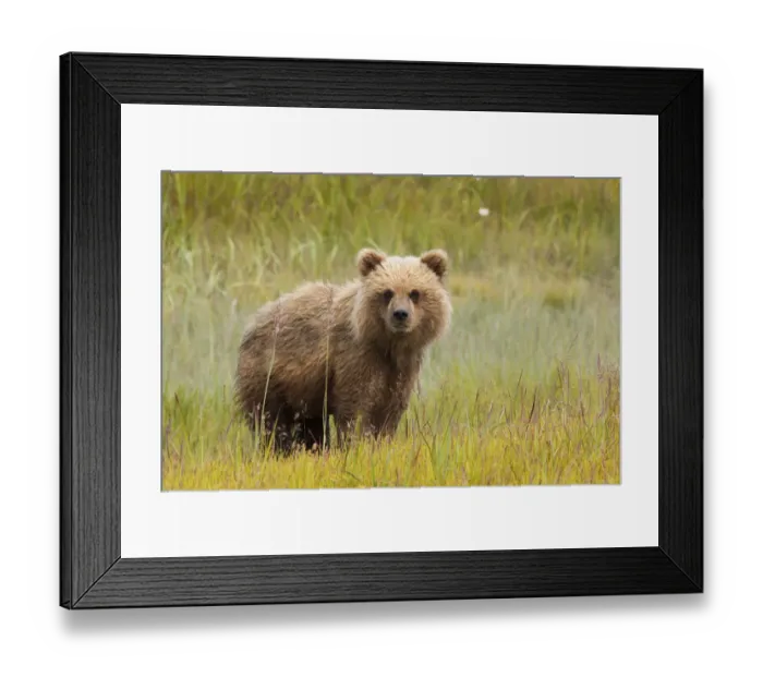 Framed Print : Brown bear, Lake Clark National Park, Alaska, USA Framed Print : Brown bear, Lake Clark National Park, Alaska, USA