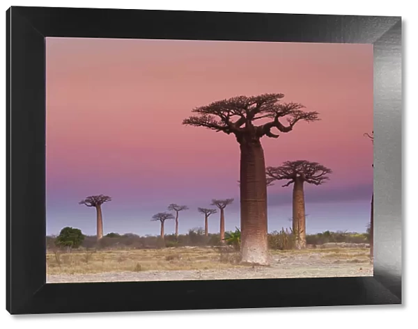 Baobab trees, Madagascar