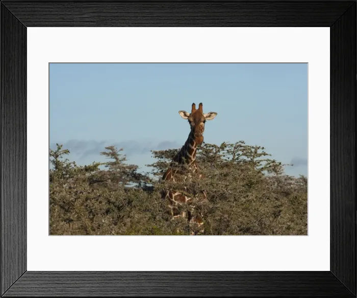 Framed Print : Reticulated giraffe, Kenya