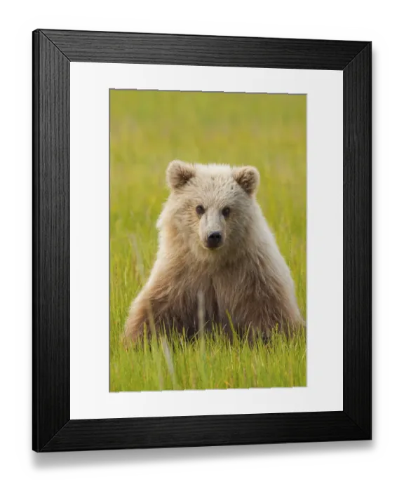 Framed Print : Brown bear, Lake Clark National Park, Alaska, USA Framed Print : Brown bear, Lake Clark National Park, Alaska, USA