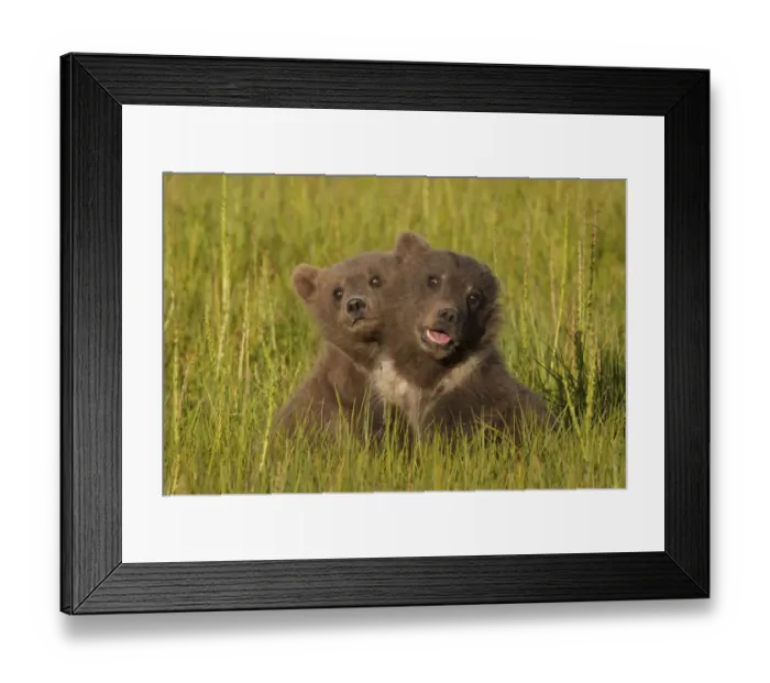 Framed Print : Brown bear cubs, Lake Clark National Park, Alaska, USA Framed Print : Brown bear cubs, Lake Clark National Park, Alaska, USA