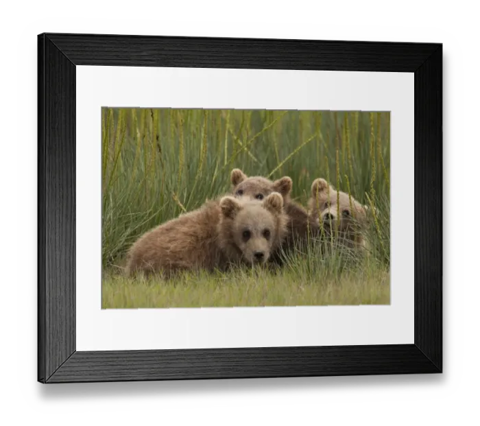 Framed Print : Brown bear cubs, Lake Clark National Park, Alaska, USA Framed Print : Brown bear cubs, Lake Clark National Park, Alaska, USA