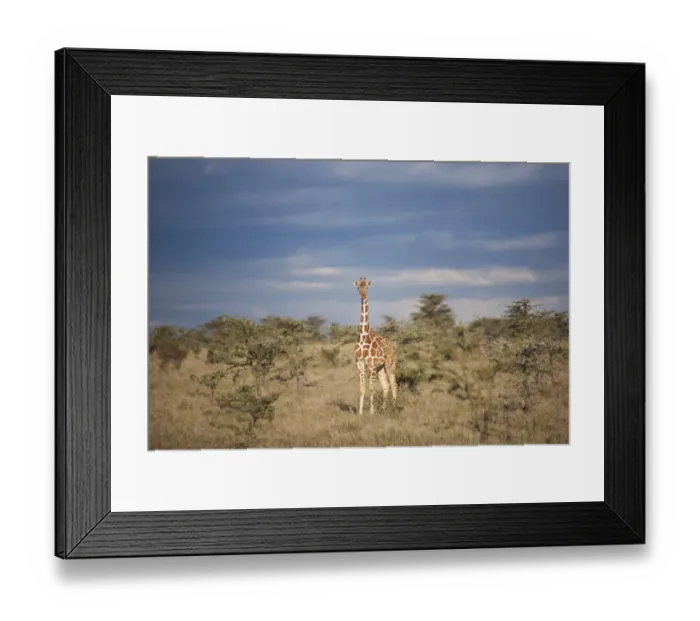 Framed Print : Reticulated giraffe, Kenya Framed Print : Reticulated giraffe, Kenya