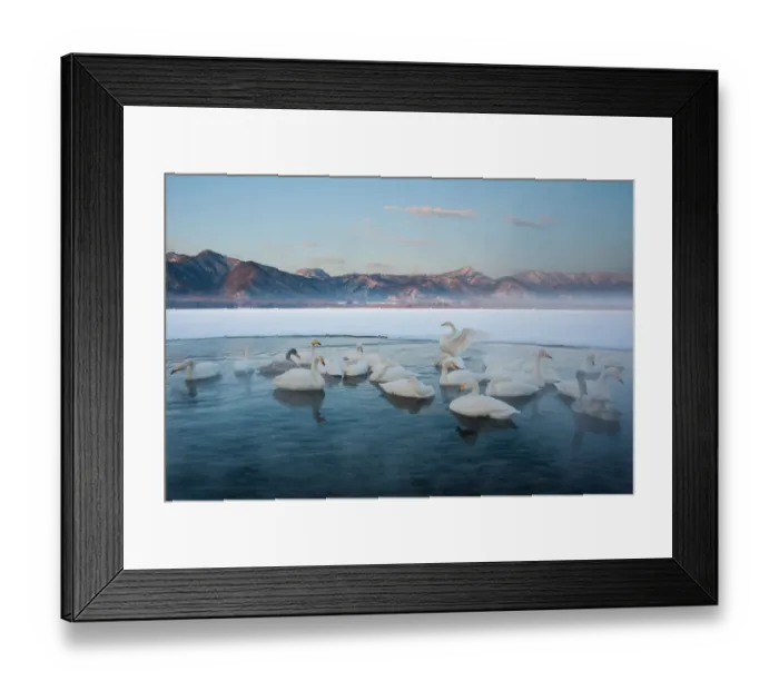 Framed Print : Cygnus cygnus, Whooper swans, on a frozen lake in Hokkaido