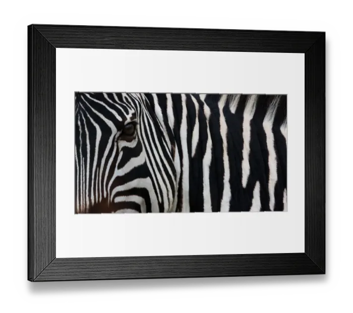Framed Print : Zebra, Equus quagga burchellii, Ngorongoro Conservation Area, Tanzania, Africa Framed Print : Zebra, Equus quagga burchellii, Ngorongoro Conservation Area, Tanzania, Africa
