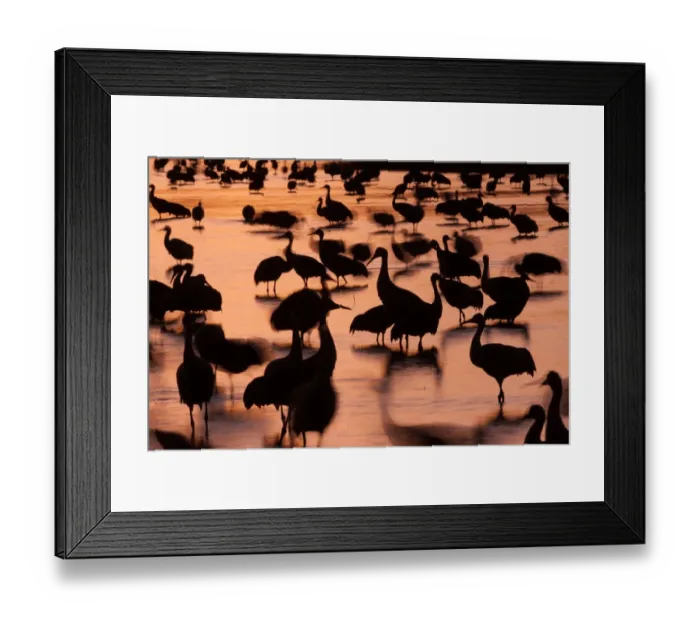 Framed Print : Sandhill cranes, Grus canadensis, Bosque del Apache National Wildlife Refuge, New Mexico, USA Framed Print : Sandhill cranes, Grus canadensis, Bosque del Apache National Wildlife Refuge, New Mexico, USA