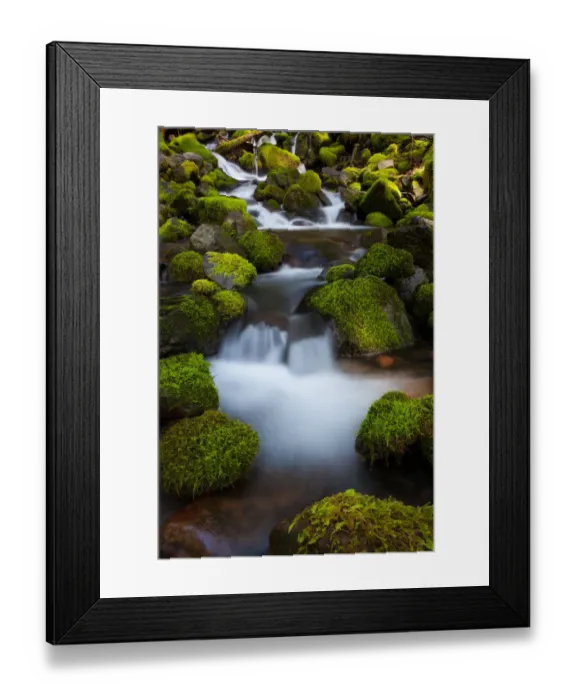 Framed Print : Rainforest stream, Olympic National Park, Washington Framed Print : Rainforest stream, Olympic National Park, Washington