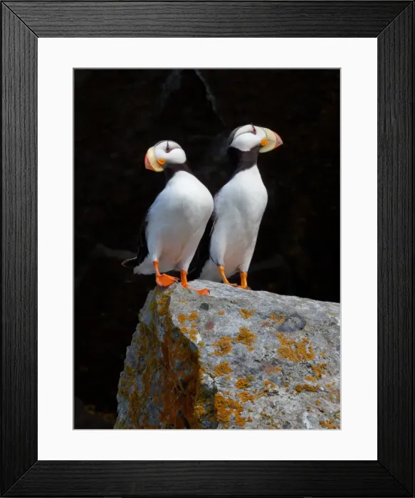Framed Print : White-chested puffins, Fratercula corniculata, Horned puffins, Lake Clark National Park, Alaska, USA
