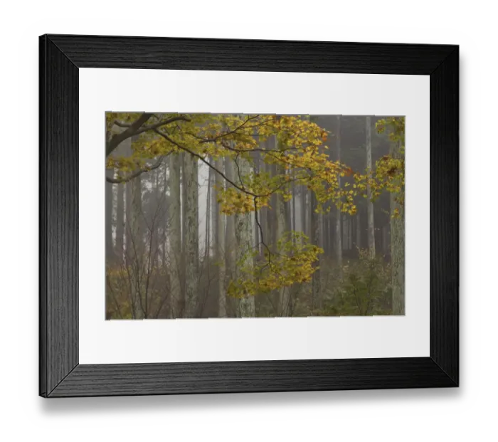 Framed Print : Stand of evergreens and Japanese maples, Honshu, Japan