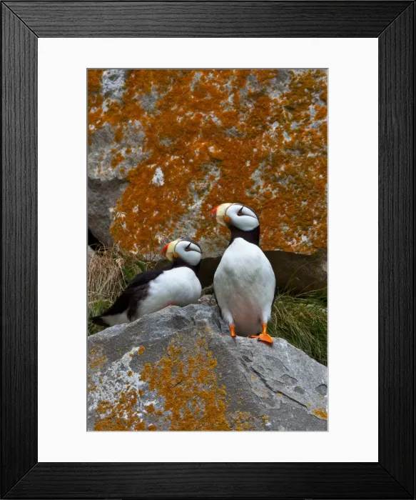 Framed Print : Puffins on a lichen-covered cliff. Horned puffins, Fratercula corniculata, Lake Clark National Park, Alaska, USA Framed Print : Puffins on a lichen-covered cliff. Horned puffins, Fratercula corniculata, Lake Clark National Park, Alaska, USA