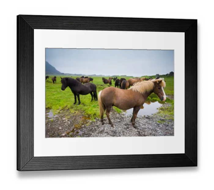 Framed Print : Icelandic horses, Iceland Framed Print : Icelandic horses, Iceland