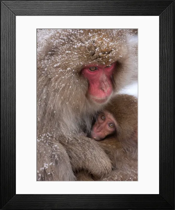 Framed Print : Japanese Macaques, Japanese Alps, Honshu Island, Japan Framed Print : Japanese Macaques, Japanese Alps, Honshu Island, Japan