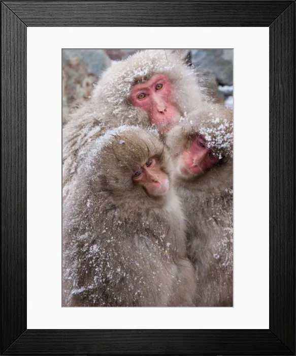 Framed Print : Japanese Macaques, Japanese Alps, Honshu Island, Japan Framed Print : Japanese Macaques, Japanese Alps, Honshu Island, Japan