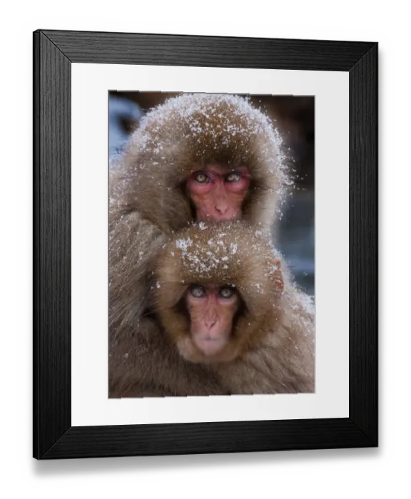 Framed Print : Japanese Macaques, Japanese Alps, Honshu Island, Japan Framed Print : Japanese Macaques, Japanese Alps, Honshu Island, Japan