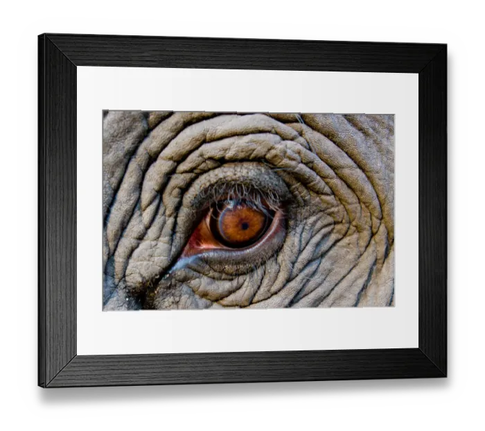 Framed Print : Elephant eye, Bandhavgarh National Park, India Framed Print : Elephant eye, Bandhavgarh National Park, India