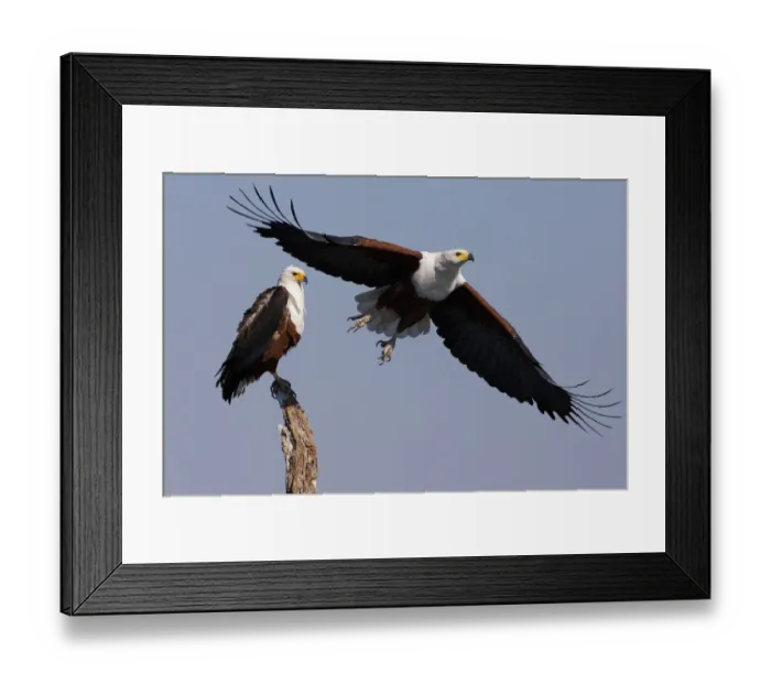 Framed Print : African fish eagles, Chobe National Park, Botswana Framed Print : African fish eagles, Chobe National Park, Botswana