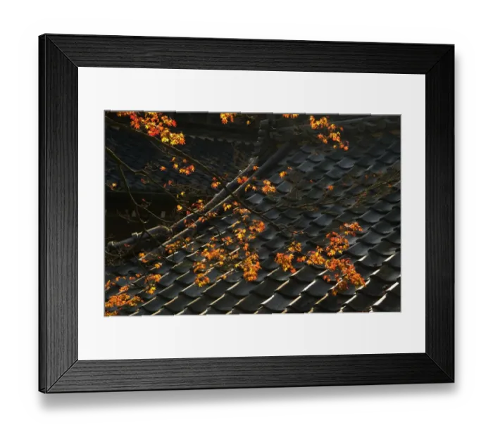 Framed Print : Temple roof detail and Japanese maple, Kyoto, Honshu, Japan Framed Print : Temple roof detail and Japanese maple, Kyoto, Honshu, Japan
