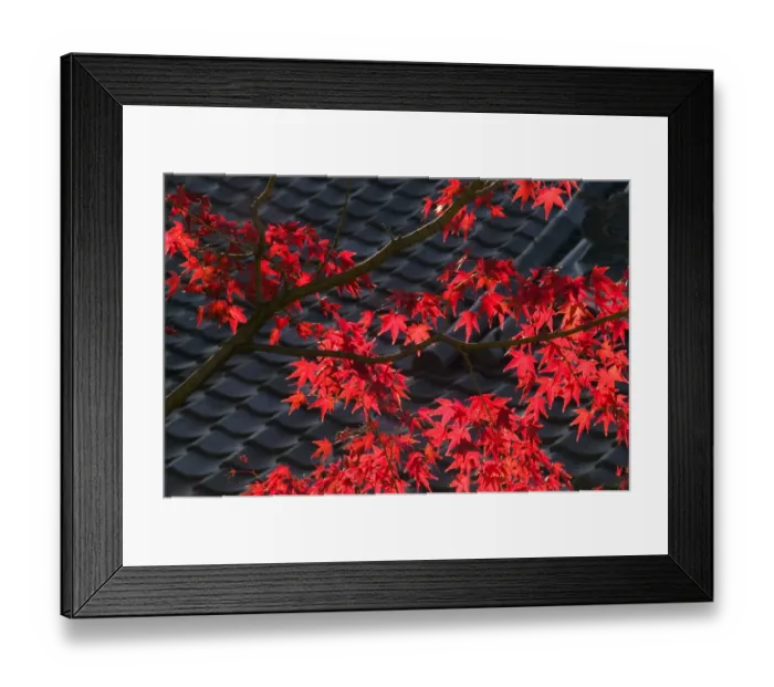 Framed Print : Japanese maple and roof detail of Ayu No Chaiya Tea House, Kyoto, Honshu, Japan Framed Print : Japanese maple and roof detail of Ayu No Chaiya Tea House, Kyoto, Honshu, Japan