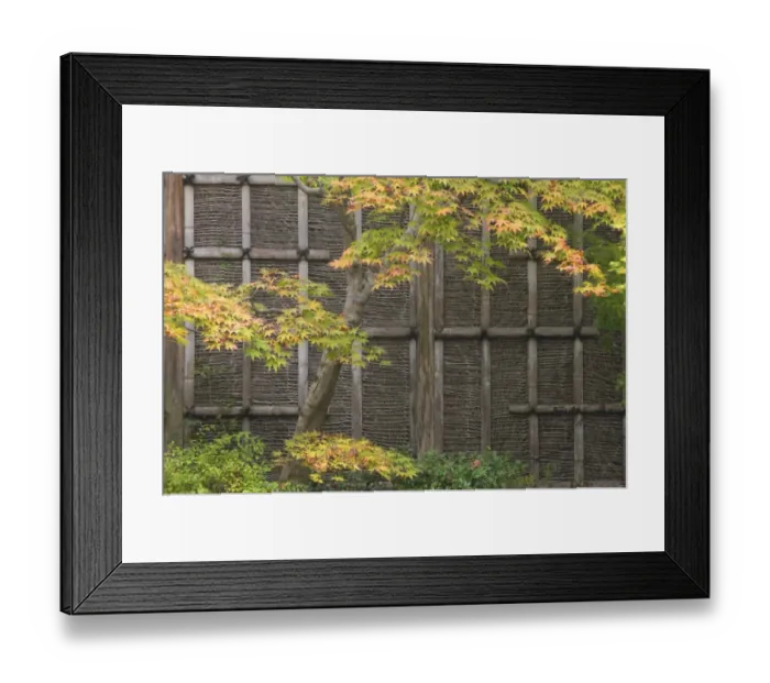Framed Print : Japanese maple and garden wall detail, Kyoto, Honshu, Japan Framed Print : Japanese maple and garden wall detail, Kyoto, Honshu, Japan