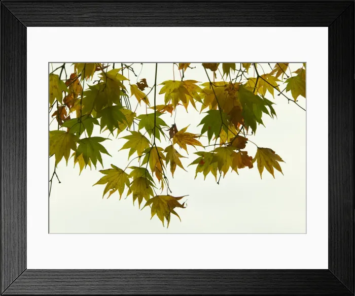 Framed Print : Japanese maple leaves, Japan, view from below Framed Print : Japanese maple leaves, Japan, view from below