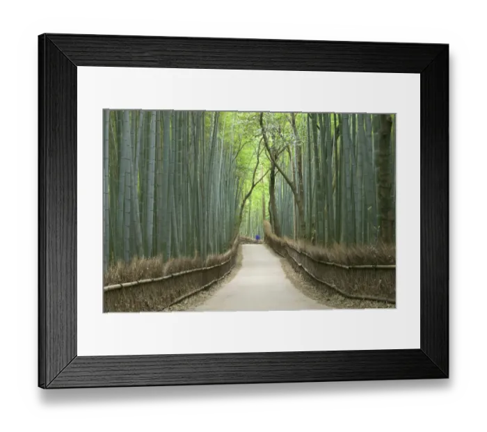 Framed Print : Path through bamboo forest, Kyoto, Honshu, Japan Framed Print : Path through bamboo forest, Kyoto, Honshu, Japan