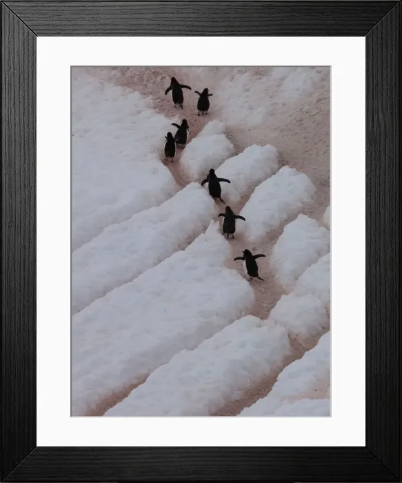 Framed Print : Gentoo penguins, Antarctica Framed Print : Gentoo penguins, Antarctica