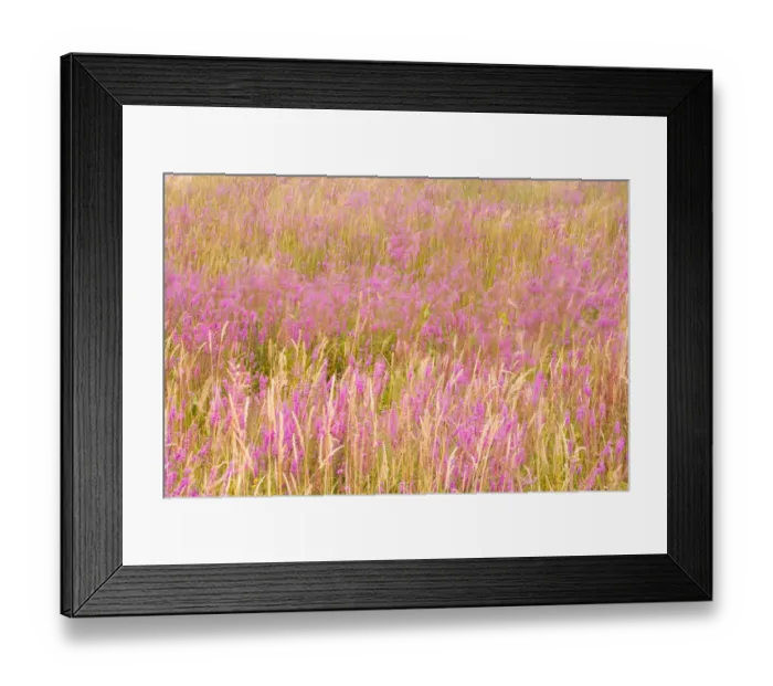 Framed Print : Copelands owl clover, Astoria, Oregon, USA Framed Print : Copelands owl clover, Astoria, Oregon, USA