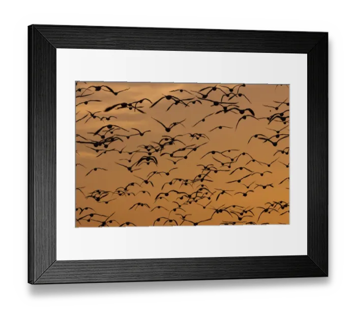 Framed Print : Snow geese, Bosque Del Apache National Wildlife Refuge, New Mexico, USA Framed Print : Snow geese, Bosque Del Apache National Wildlife Refuge, New Mexico, USA