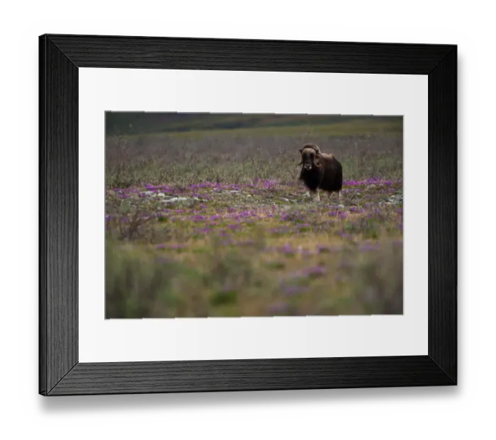 Framed Print : Muskox, Arctic National Wildlife Refuge, Alaska Framed Print : Muskox, Arctic National Wildlife Refuge, Alaska