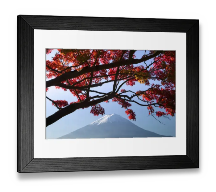 Framed Print : Japanese maples and Mount Fuji landscape, Fuji-Hakone-Izu National Park, Honshu, Japan Framed Print : Japanese maples and Mount Fuji landscape, Fuji-Hakone-Izu National Park, Honshu, Japan