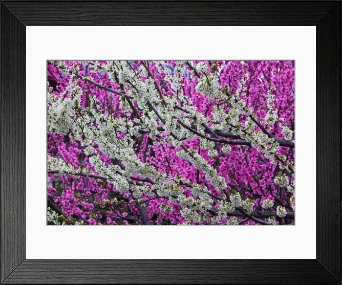 Framed Print : Springtime blossoms, Bhutan Framed Print : Springtime blossoms, Bhutan