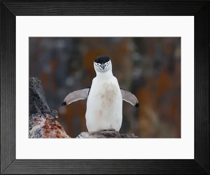 Framed Print : Chinstrap penguin with a blood stained chest beside a carcass, Antarctica Framed Print : Chinstrap penguin with a blood stained chest beside a carcass, Antarctica