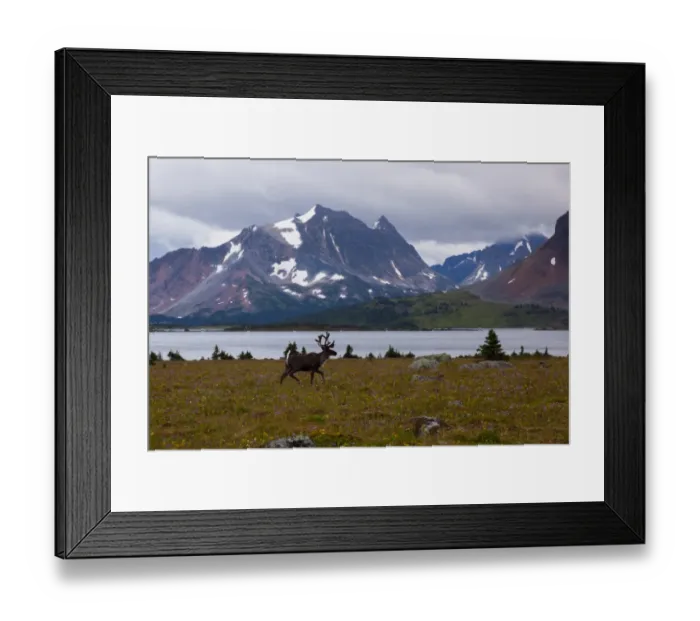 Framed Print : Elk, Jasper National Park, Alberta, Canada Framed Print : Elk, Jasper National Park, Alberta, Canada